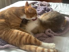 -艾贝尔宠物医院·24H转诊中心·肿瘤猫专科(江宁双龙店)