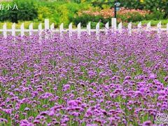-紫海香堤香草艺术庄园