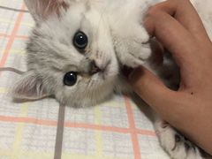 -安安宠医·安宠宠物医院