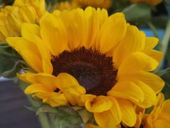 -三圣花乡旅游区