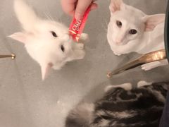 -飞行喵MR PILOT|猫舍·猫咖(静安大融城店)