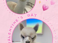 -怪兽屋·羊驼·猫咖·狗咖(俊华广场店)