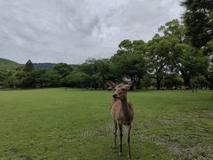 -奈良公园