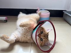 -芭比堂动物医院广州顽皮分院