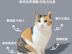 -喵百万·布偶·蓝金金渐层英短·猫舍(百子湾店)