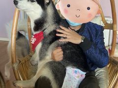 -Husky Go! 哈士奇体验馆·宠物咖啡厅狗咖