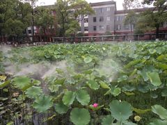 -四川大学(望江校区)