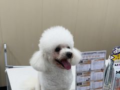 -艾贝尔宠物医院·宠保定点·超声绝育·免疫点(樱花路店)