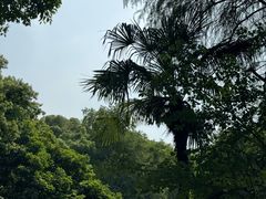 -上海佘山国家森林公园天马山园