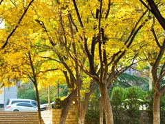 -山东师范大学(千佛山校区)