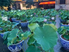 -无锡蠡湖国家湿地公园-蠡园