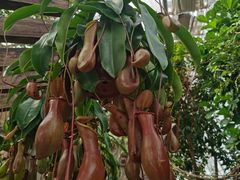 -北京植物园-展览温室