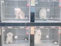 -翊宠yipet猫狗购宠庄园犬舍•猫舍