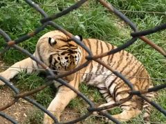 -大连森林动物园