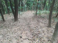 -黄埔油麻山森林公园