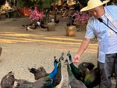 -西双版纳勐泐文化旅游区