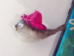 -肆月河豚·新淮扬(金融街店)