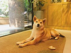 -柴务处·柴犬主题狗咖