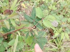 -火炉山森林公园