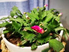 -平娃三宝烧烤·面食(南小街店)