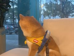 -瑞派申生动物医院·24H夜诊·国际动物医疗中心·骨外科(吴中路店)