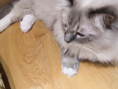-滚猫咖啡·猫咖·猫友好撸猫(未来城店)