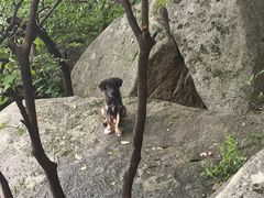 -崂山巨峰游览区