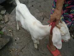 -岭上人家金屋瑶筐烤全羊(永嘉店)