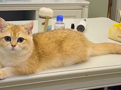 -柚子猫舍·精品猫舍购猫·猫咪认养·购宠·宠物店