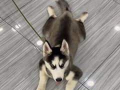 -瑞派名望24h动物医院异宠专科·猫专科·骨科·重症监护分院