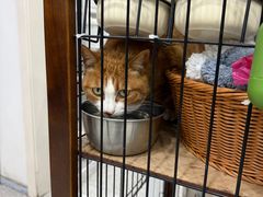 -四月宠物医院·猫专科·心脏专科·内科(转塘店)