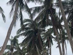 -东郊椰林