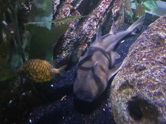 -暹罗海洋世界