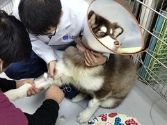 -宠颐生宠物医院·犬猫全科·皮肤科(商业街店)