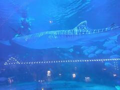 -烟台海昌鲸鲨海洋公园