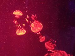 -芜湖新华联大白鲸海洋公园