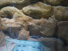 -上海昆虫博物馆