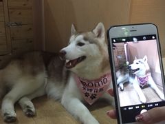 -Husky Go! 哈士奇体验馆·宠物咖啡厅狗咖