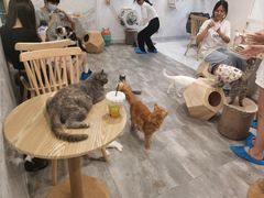 -楼上猫咖(罗湖店)