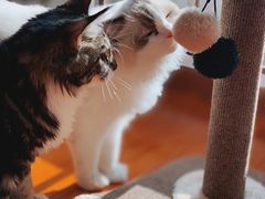 -猫大福·Fortune Cat猫舍(百子湾店)