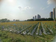 -光明小镇欢乐田园