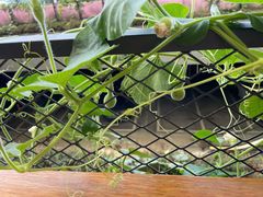 -中国天府农业博览园