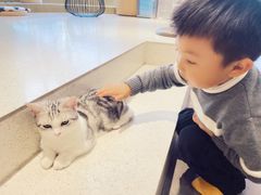 -飞行喵MR PILOT|猫舍·猫咖(静安大融城店)