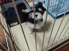 -翊宠yipet猫狗购宠庄园犬舍•猫舍