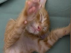 -宠颐生猫科·内科皮肤科(西平世纪城店)