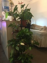 -尚美日式美甲美睫工作室