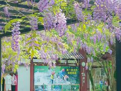 -桂林古东瀑布景区