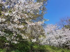 -苏州上方山国家森林公园