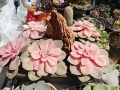 -朝来春花卉市场