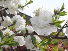 -南汇桃花村